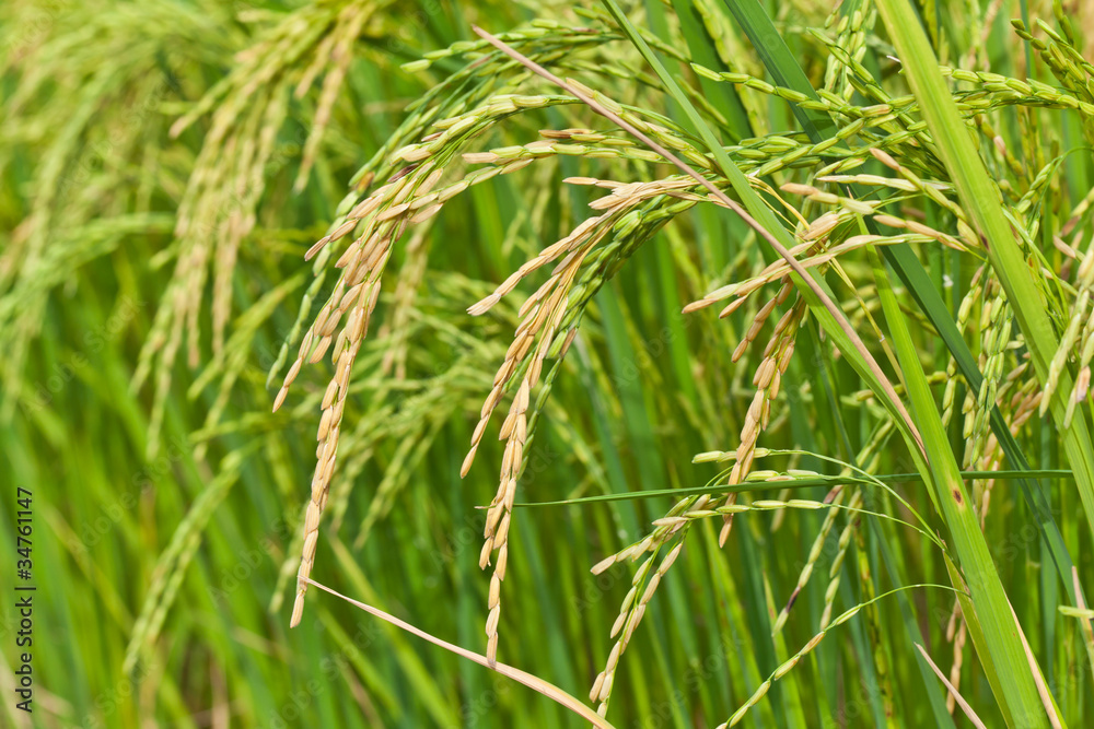 Paddy rice in field, Thailand Paddy rice in field, Thailand
