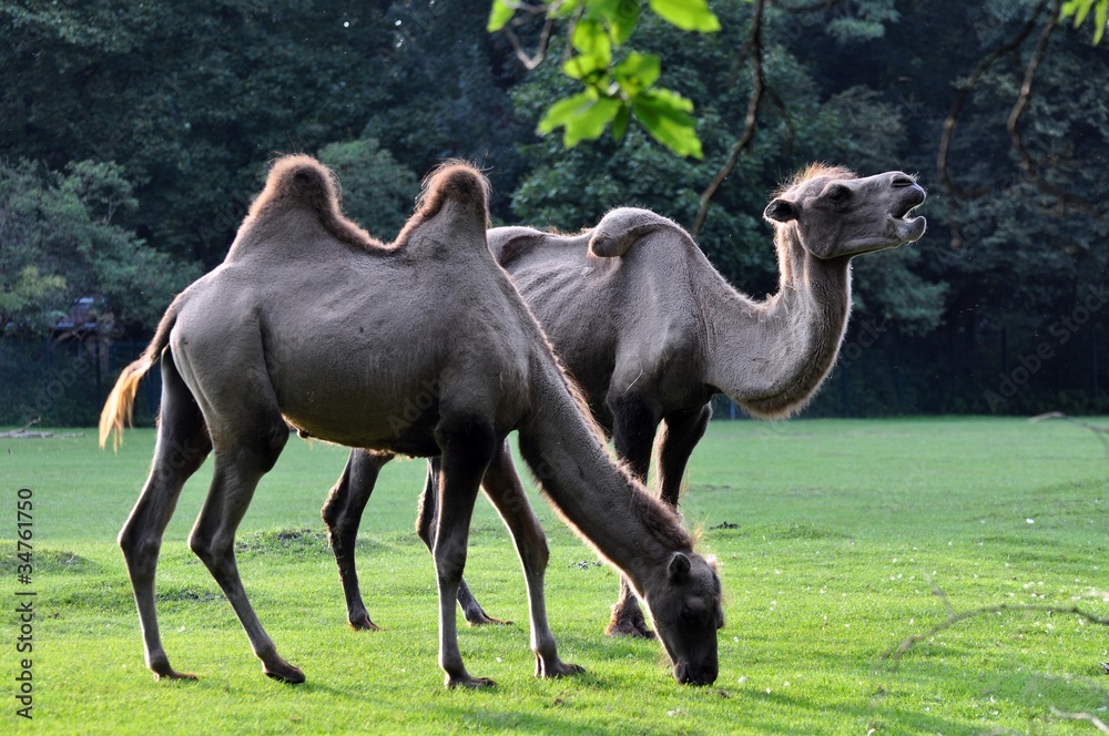 Fototapeta premium Kamele im Abendlicht