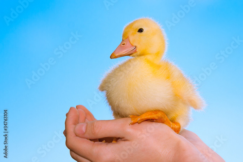 Duckling in human hands