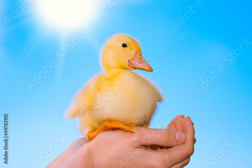 Duckling in human hands