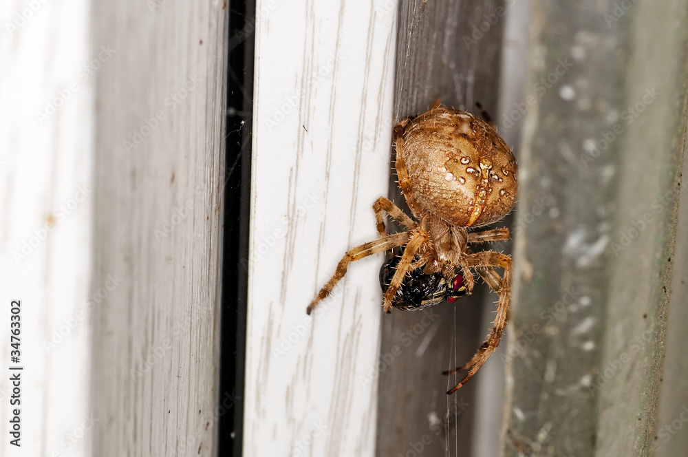 Kreuzspinne, Araneus diadematus weiblich Kreuzspinne, Araneus diadematus weiblich