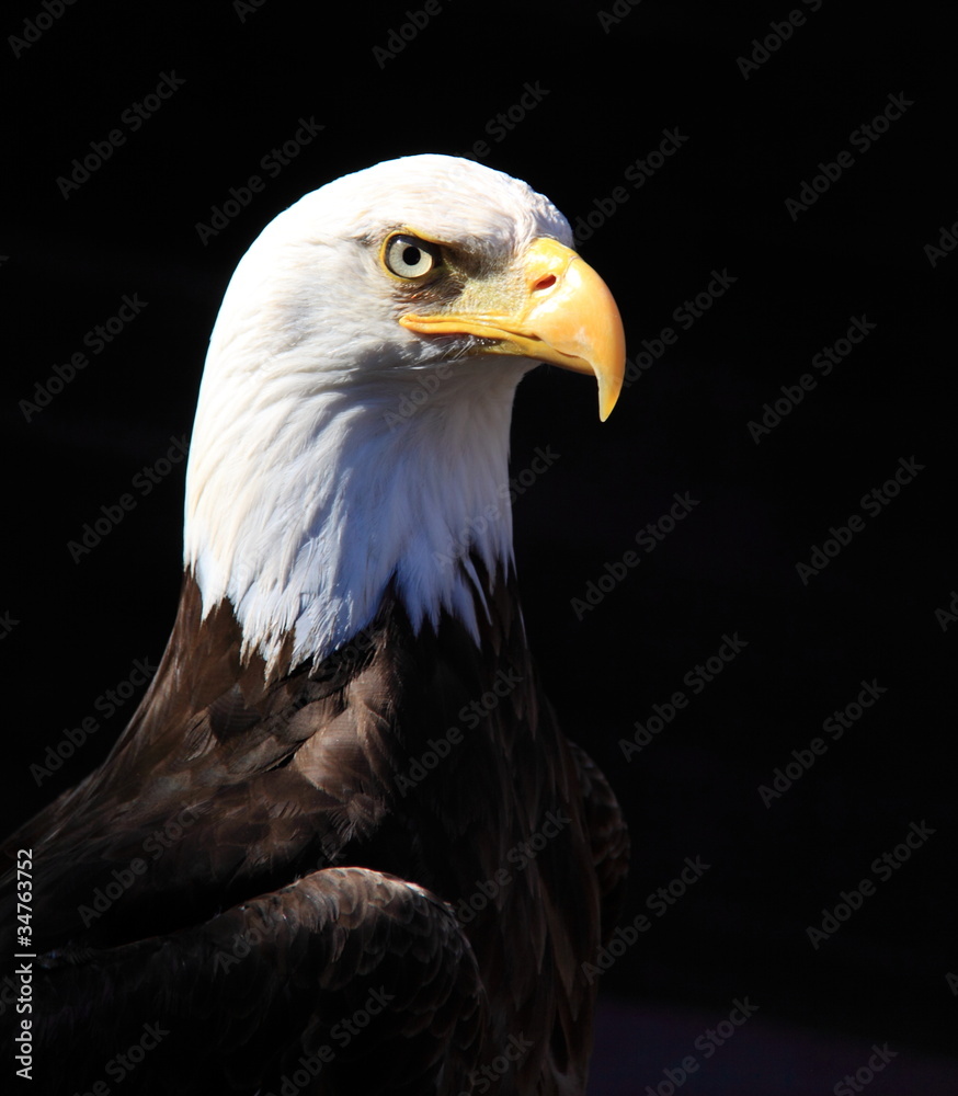 Obraz premium Bald eagle