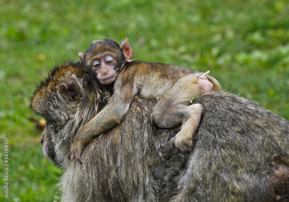 Bebe Singe Et Sa Maman Stock Photo Adobe Stock