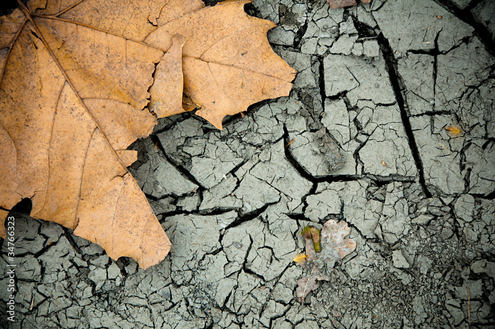 Fototapeta premium Fallen leaf and cracked ground