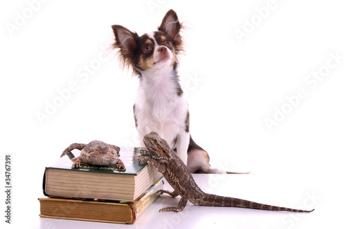 Chihuahua Welpe mit zwei Reptielien und Büchern photo