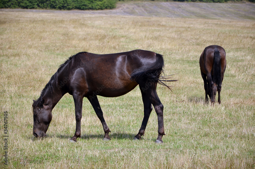 Obraz premium horses