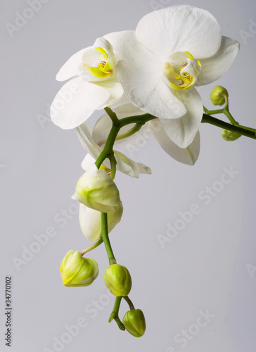 Flowers of white orchid with buds on grey  background