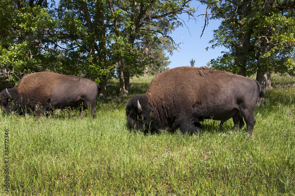 Buffalo or American Bison in Custer State Park Dakota