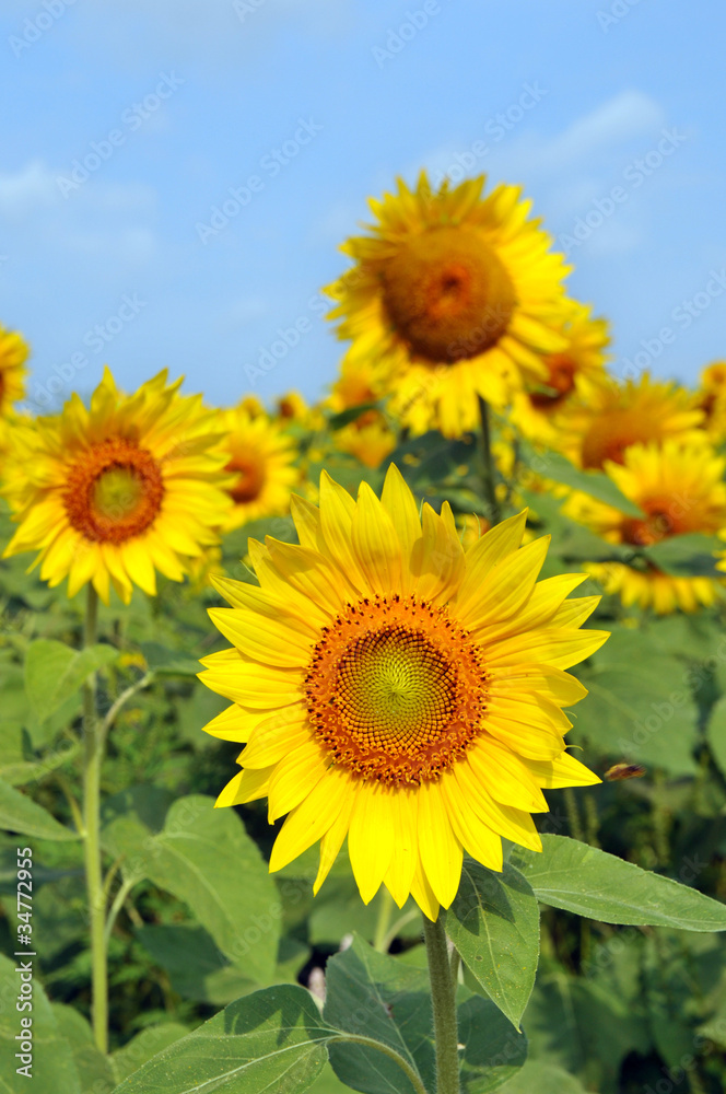 Sunflower Field