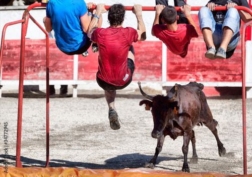 Course camarguaise photo