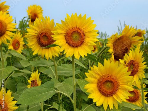 Field of Sunflowers