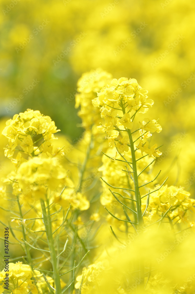 菜の花 菜の花