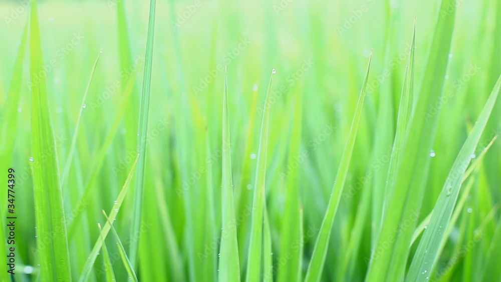 green leaves green leaves