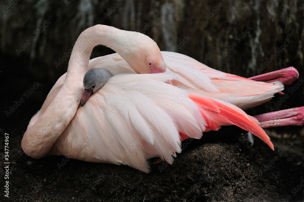 Fototapeta premium Flamingo mom