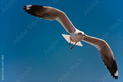 Seagull flying in the sky.
