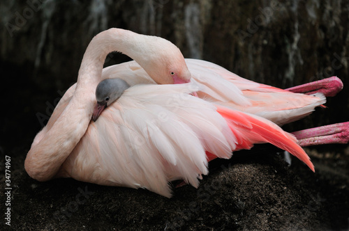 Flamingo mom