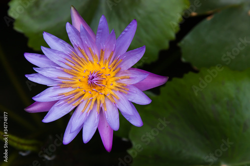 The beauty of the lotus