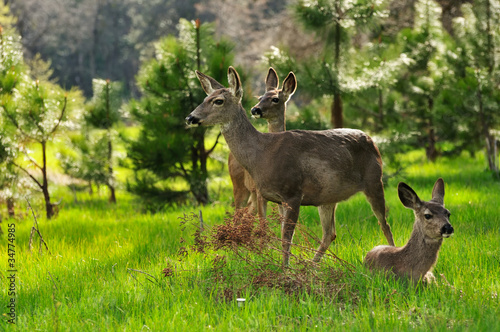 Deer family © PixilRay