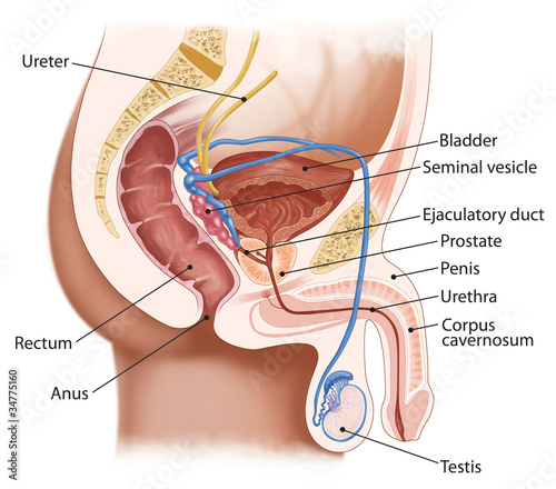 Photography Medical illustration showing the male urogenital system in cross section, including urinary and reproductive organs