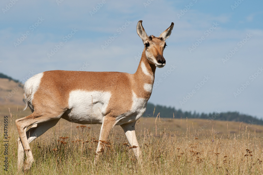 Pronghorn Antelope Doe in Prairie Habitat Western USA Pronghorn Antelope Doe in Prairie Habitat Western USA