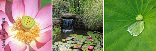 tryptique sur bassin aquatique de jardin zen