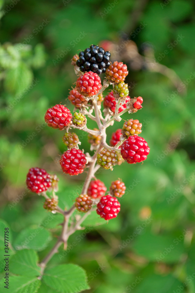 Blackberry Blackberry