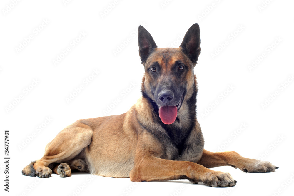 malinois