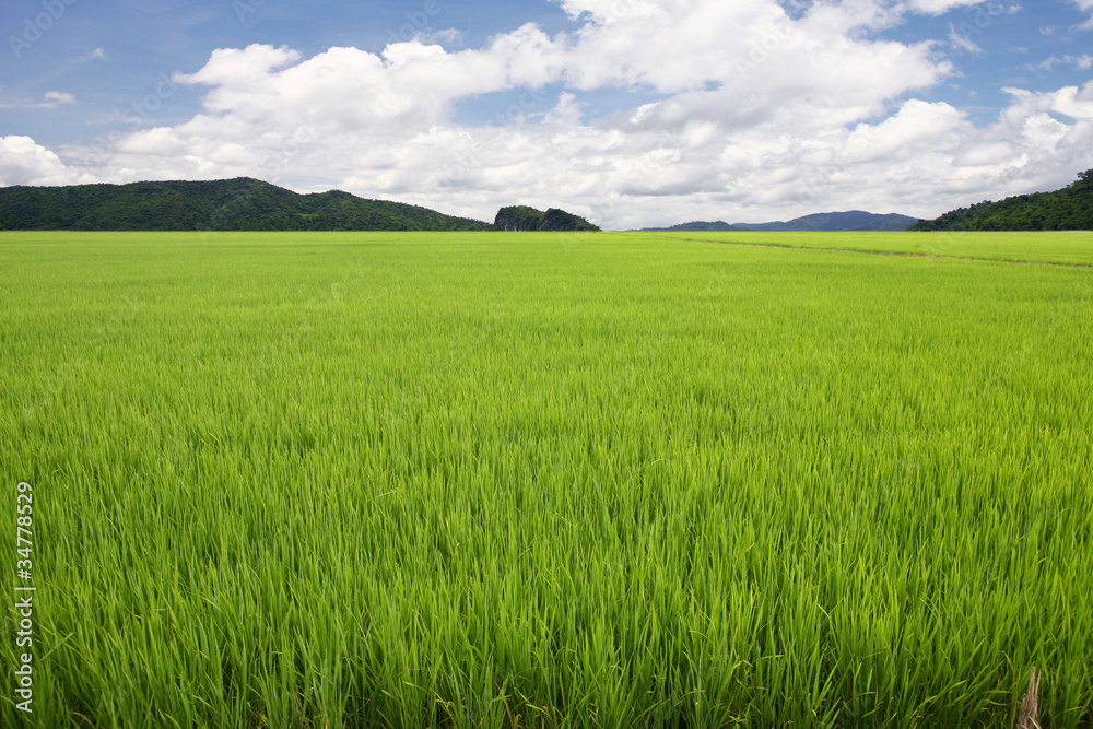 Rice field Rice field