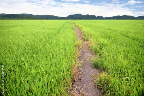 green farm rice.