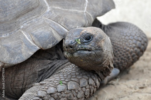 Seychellen-Riesenschildkröte