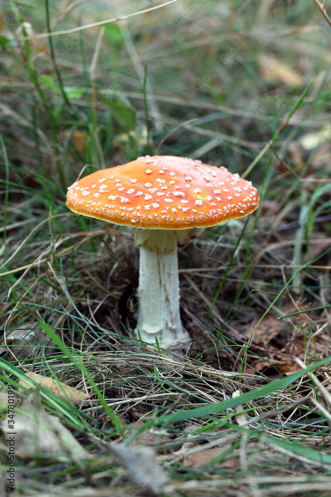 Amanita poisonous mushroom on the nature background. Amanita poisonous mushroom on the nature background.