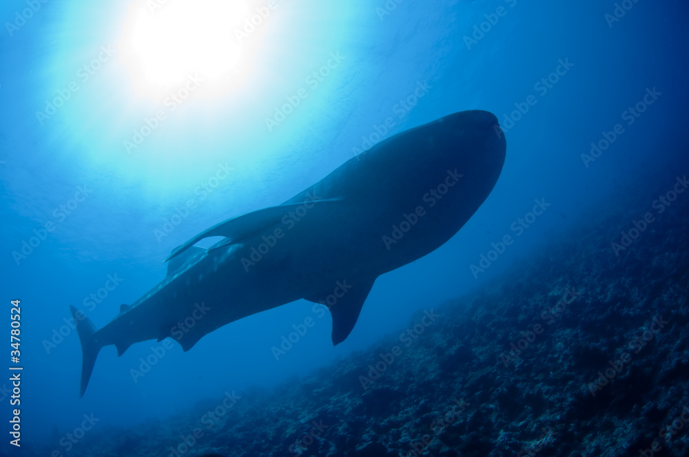 Fototapeta premium big whale shark