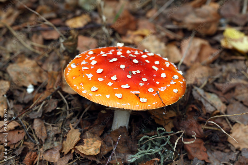 Amanita poisonous mushroom on the nature background Amanita poisonous mushroom on the nature background