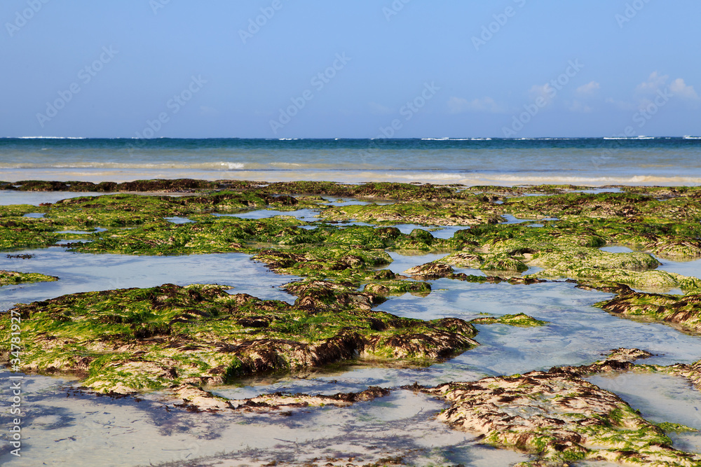 seaweed on Dania beach in Kenya