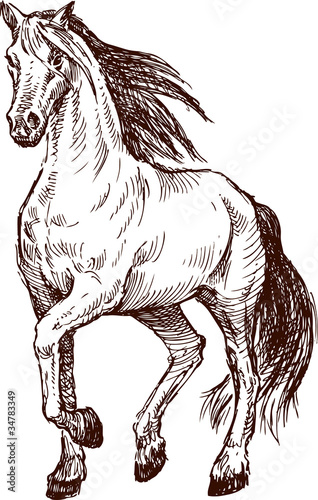 Fototapeta Naklejka Na Ścianę i Meble -  striding horse