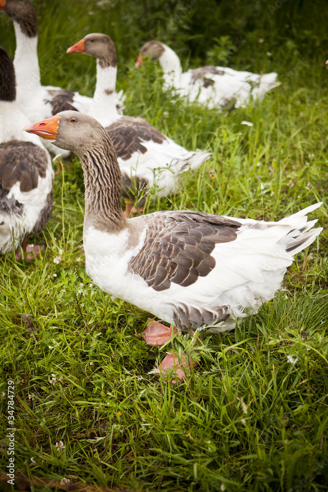 Obraz premium Domestic Ducks