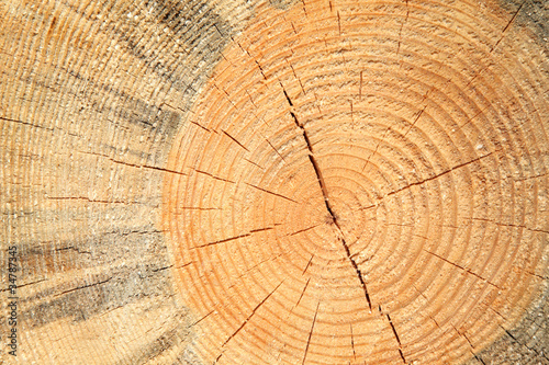 Wooden cut texture - close-up