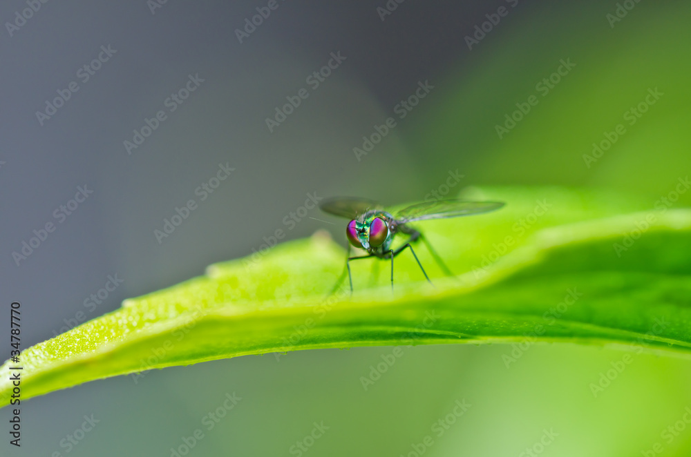 Fototapeta premium long legs fly in green nature