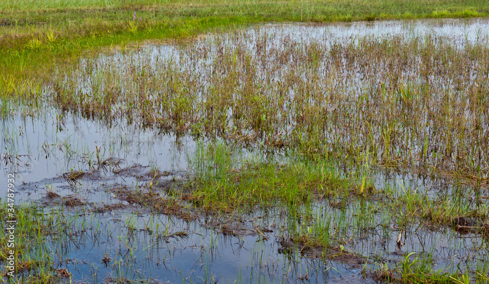 Closeup of a Dutch wetland