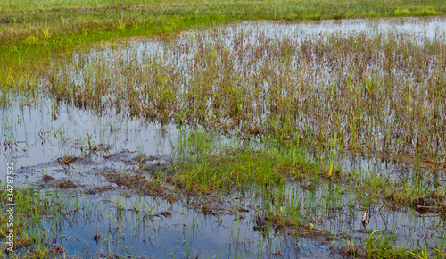 Fotografie, Obraz Closeup of a Dutch wetland