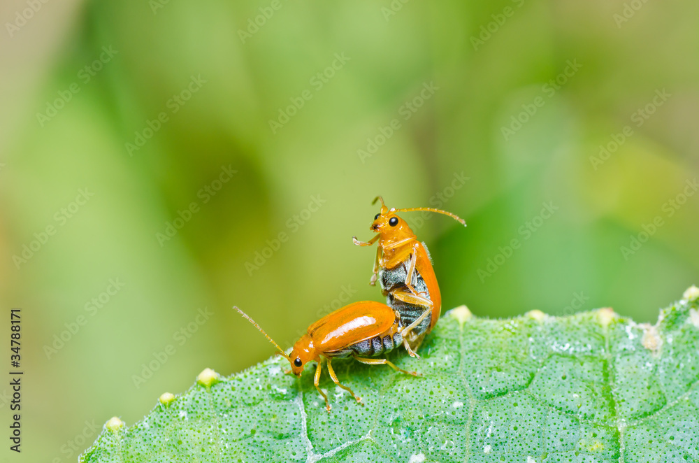 couple orange beetle in green nature or in the garden couple orange beetle in green nature or in the garden