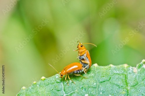 couple orange beetle in green nature or in the garden © sweetcrisis