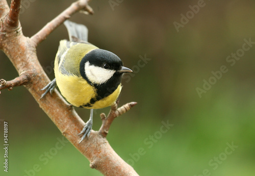 Sikora bogatka (Parus major) Great Tit