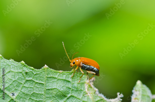 orange beetle in green nature or in the garden © sweetcrisis