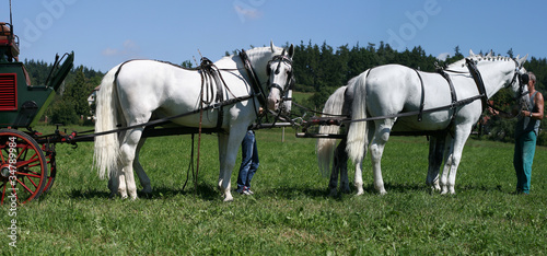 horses team © Vitezslav Halamka