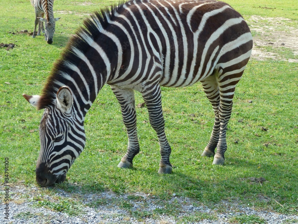 Naklejka premium zèbre