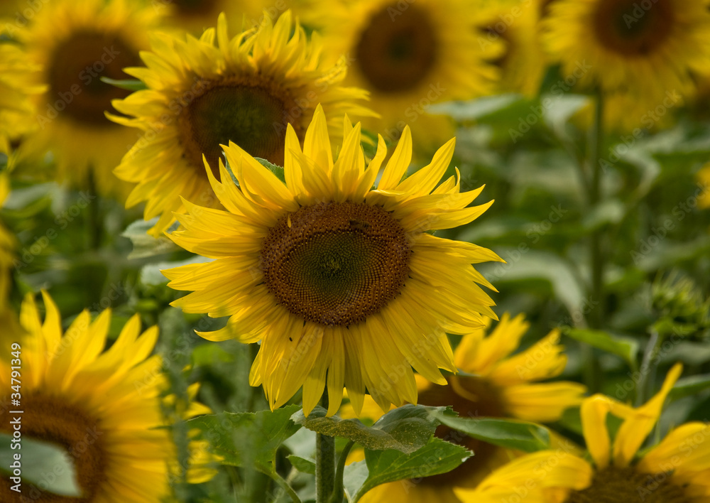 Fototapeta premium campo di girasoli