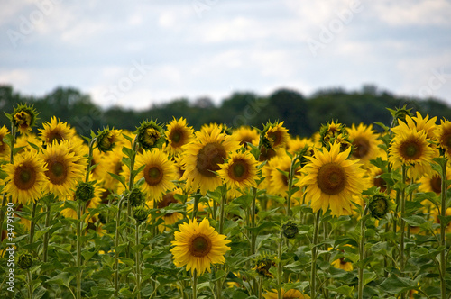 campo di girasoli