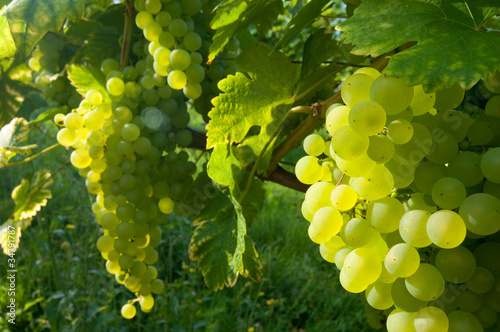 Weinreben 11.32