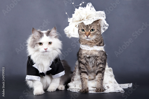 wedding cat